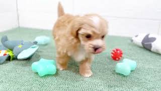 ハーフ犬の動画01