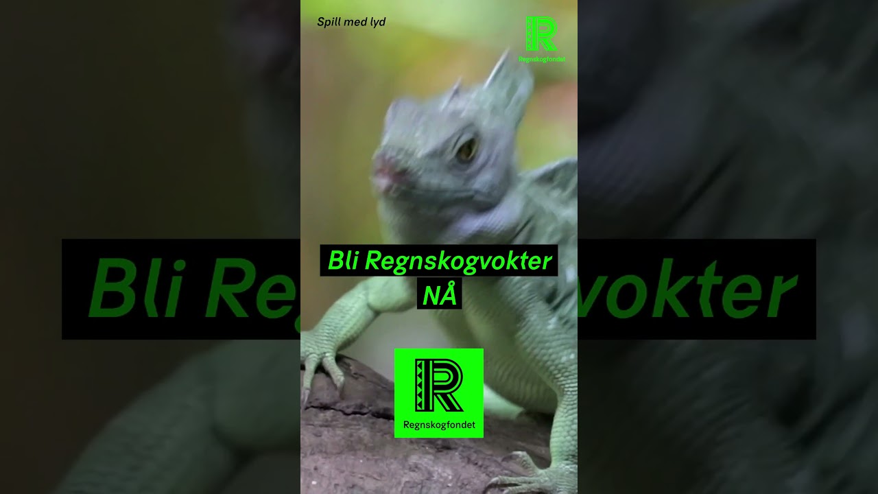 Rockeøgle Kickad