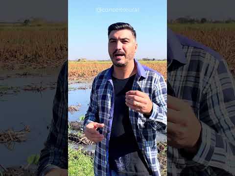 Parte 1 🌸O ÚNICO CULTIVO DE RAIZ DE LÓTUS DO BRASIL  #CulturaOriental #ConceitoRural #InteriorDeSP