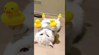 Download lagu When cats you? #foryoupage #cutecat #funnycat #cuteanimals #kitty mp3