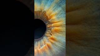 Human's eye closes ever #eyes #iris #macro #macrophotography #photography #photo