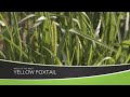 Weed of the Week #1171 Yellow Foxtail (Air Date 9-13-20)