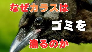 なぜカラスはゴミを荒らすのか？」驚きの理由とは！