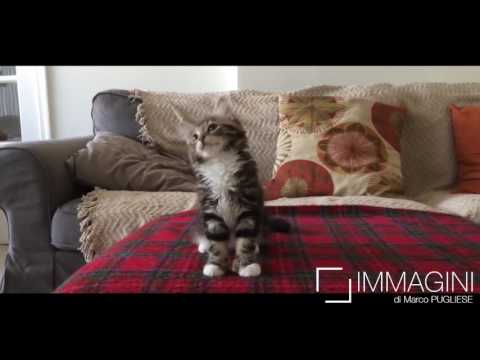 Cats Version JustSomeMotion Parov Stelar All Night Spot Tim 2017 Funny cats dancing
