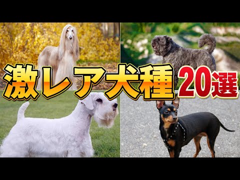 世界で最もかわいい犬 - 20 品種!