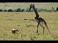 Giraffe kills lion  Giraffe attacks lion pride and kicks one of them to death