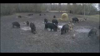 preview picture of video 'Wild pig cam2 — 04.05.2010 — Piglets — fast'