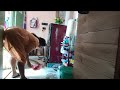 Cleaning Vlog House Floor Mopping Bichitraradha33vlogs