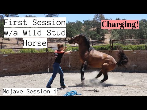 YouTube video about: How to train a wild horse?