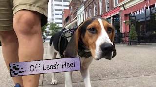 Lady, a hound mix goes from Rescue dog to Service Dog in Training