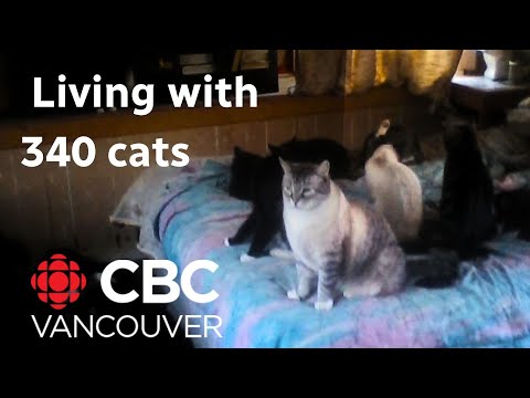 More kittens for B.C. man living with 300 cats in his trailer