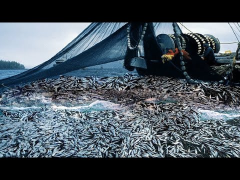 Unbelievable Big Catch Nets Fishing on the Sea - Big Catch Hundreds Tons Fish With Modern Vessel