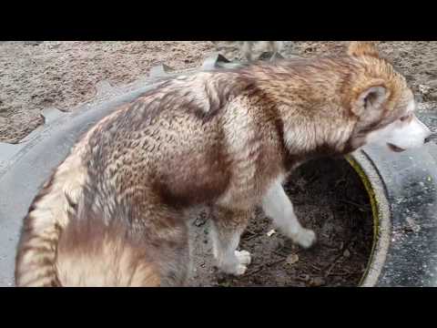 Huta Impressions 14.01.19 - Continuous rain