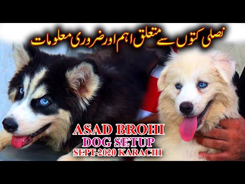 Asad Brohi Dogs Setup Sept-2020 Rare Dog Breeds and about their care Informative Video In Urdu/Hindi