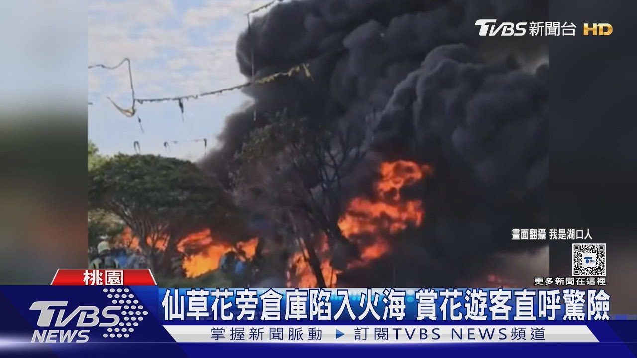 楊梅仙草花旁倉庫陷入火海！賞花遊客直呼驚險