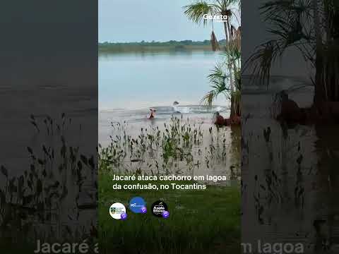 Jacaré ataca cachorro em lagoa da confusão, no Tocantins