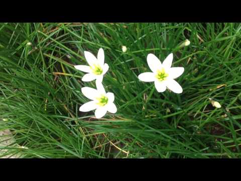 Most Amazing flowers