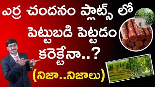 ఎర్ర చందనం red sandal l Unbelievable Secret Hidden In Red Sandalwood, Don