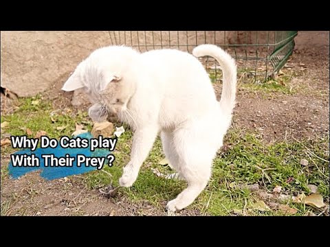 Why Do Cats Play With Their Prey Then Eat Them? | Why does cat play with their dead mice, mouse?