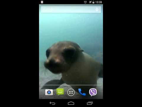 Fur seal Video Live Wallpaper