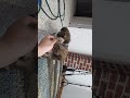 Havanese dogs for sale: Betsy - Video 1