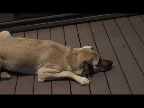 Anatolian Attacks a Plant