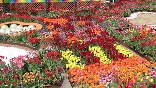 preview picture of video 'チューリップいっぱい！砺波チューリップフェア/Tulip Festival in Japan'