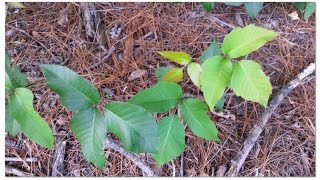 How to tell poison ivy from other plants.