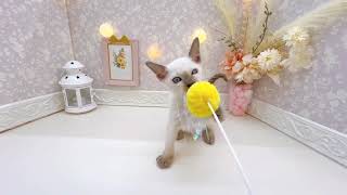 トンキニーズの動画01