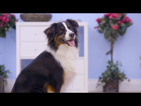 Crave Dog Food | Chewy