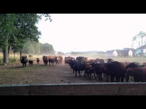 Herding, You See Me Herding - Australian Shepherd Herding