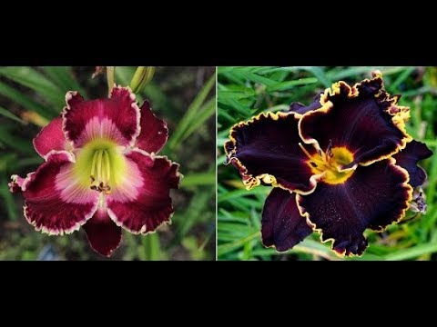 download lagu mp3 mp4 How Long Do Daylilies Plants Live, download lagu How Long Do Daylilies Plants Live gratis, unduh video klip How Long Do Daylilies Plants Live