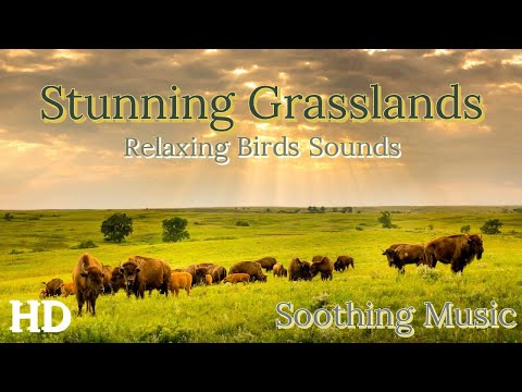 Serene Nature Videos : Birdsong and Relaxing Nature Sounds in Stunning Grasslands HD