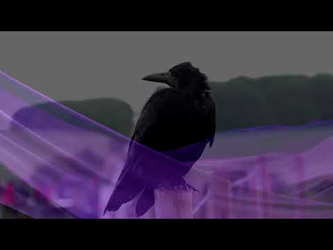 Velvet Crow  - Junglehammer feat. iOTA (offical video)