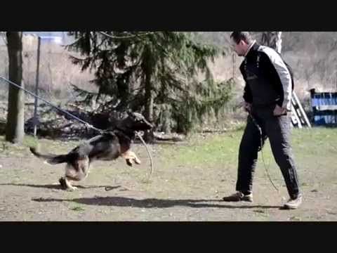 Kora z Klídkova dvora - defence