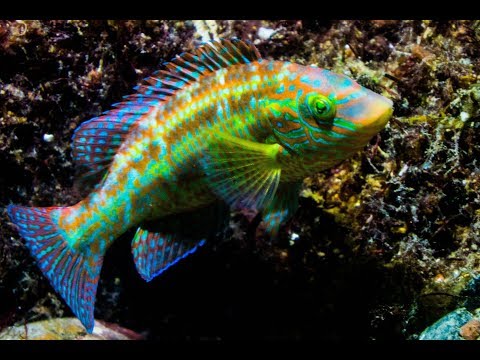 Dykning i Gullmarsfjorden, Västkusten