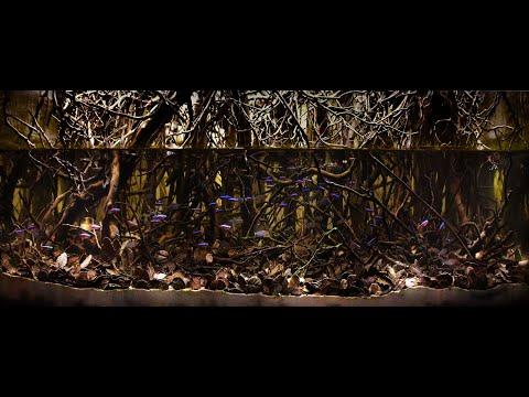 #BADC2020 / Flooded areas of the forest, the tributary of Rio Negro river, Barcelos, Brazil, 324 L