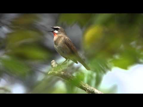 Slávik červenohrdlý (Calliope calliope) — starostlivosť, voliéra a kŕmenie