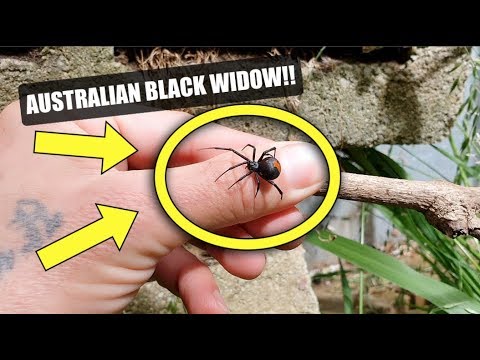 Professional Snake Handler VS Australia's Most...