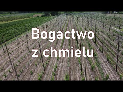 Bogactwo chmielu, bogactwo lubelszczyzny #drone #agriculture #poland