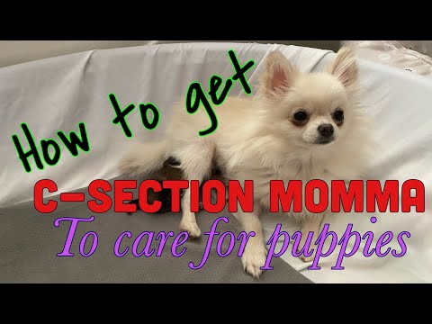 How to get C-Section Dog to Care for Her Puppies: A Gentle Approach