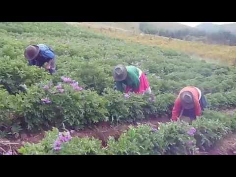 ANEXO DE HUARIMARCA-MUJERES AGRICULTORAS