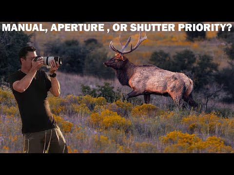 The BEST Shooting MODES For WILDLIFE Photography: Why & When To Use Them