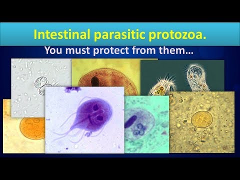 Paraziták helminták emberben