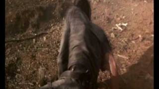 DIVX Video - NEXT TO NOTHING - Multimix Apocalypsе