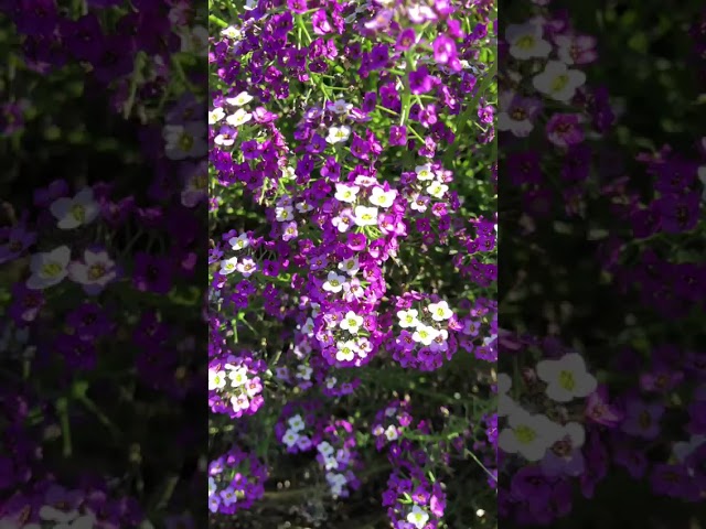 Стандарт поставки видео №1 Алиссум Королевский ковер 