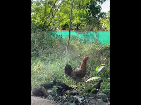 Virohaa City - Cottages
