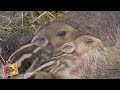 Tierdoku Kids // Nachwuchs bei den Wildschweinen