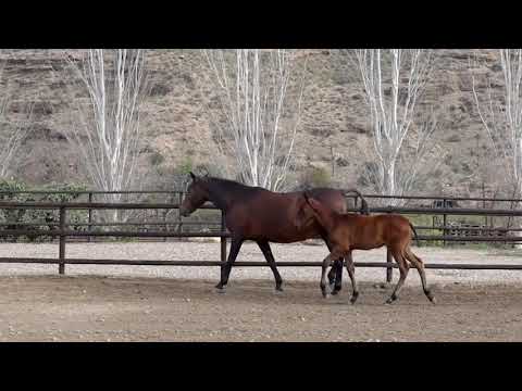 Uno Dimoba march 2021