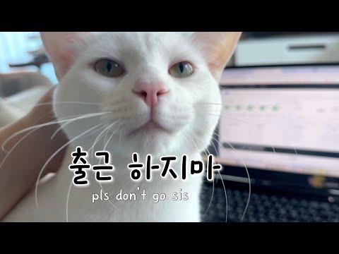 출근 못하게 문앞에서 기다리는 고양이